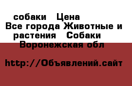 собаки › Цена ­ 2 500 - Все города Животные и растения » Собаки   . Воронежская обл.